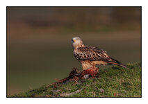 Red Kite.jpg