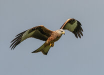 Red kite in flight.jpg