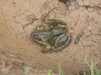 frog 2.JPG