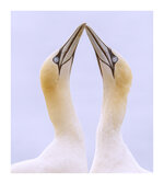 Gannets (2 of 4).jpg