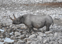 Rhino_edited-1.jpg