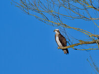 20230403-Osprey.jpg