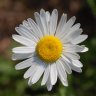 Daisy501