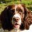 English Springer